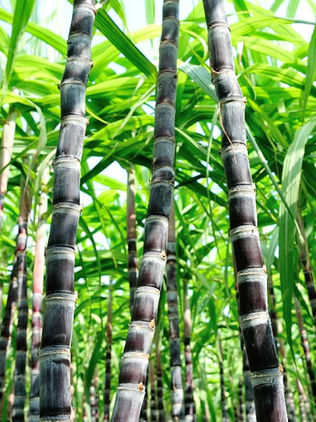 México, con potencial para ser líder en producción de caña de azúcar