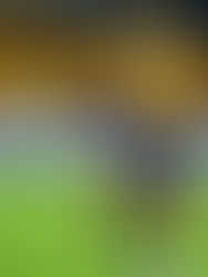 México demuestra su poderío goleador rumbo a la Copa del Mundo de Brasil.