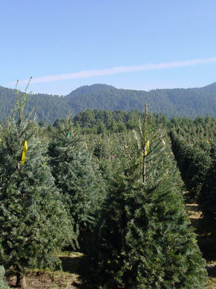 Profepa logró detener más de 3 mil árboles navieños con plaga