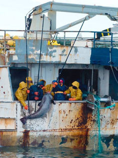 Son 100 países comprometidos con la lucha contra la pesca insostenible e ilegal