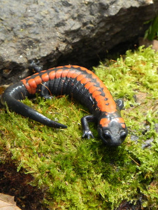 Cambio climático lleva a más del 50% de anfibios mexicanos a la extinción