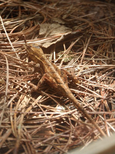 En región Altos, reportan especies endémicas en peligro de extinción