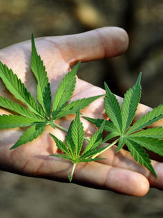Dan a conocer lineamientos de control sanitario de cannabis