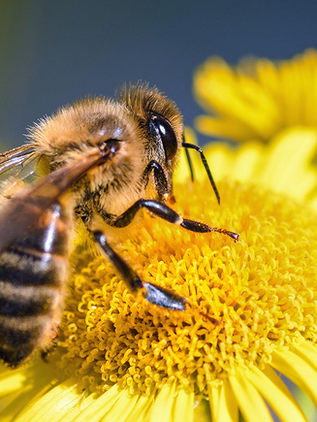 Animales, esenciales en la polinización y seguridad alimentaria