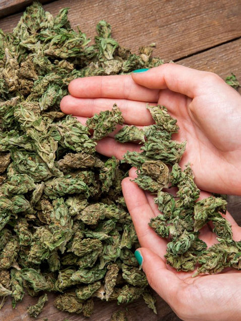 México podría ser principal proveedor de marihuana medicinal