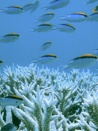 Preparan nubes artificiales para proteger la Gran Barrera de Coral