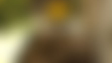 Confirman presencia de gusano barrenador en la Ciudad de México