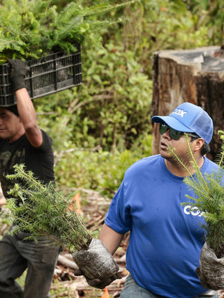 Voluntarios se suman a programa de reforestación para plantar 12.000 árboles en México