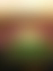 "Nuevo Aeropuerto le conviene a México", SCT