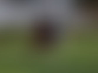 Lechuzas somete a Lagunas