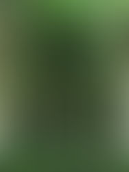 "Plantaciones Forestales Comerciales, alternativa productiva necesaria"