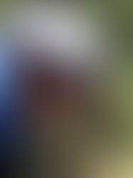 Gil entre los competitivos