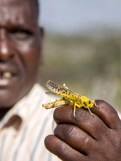 Plaga de langostas alerta a países de África