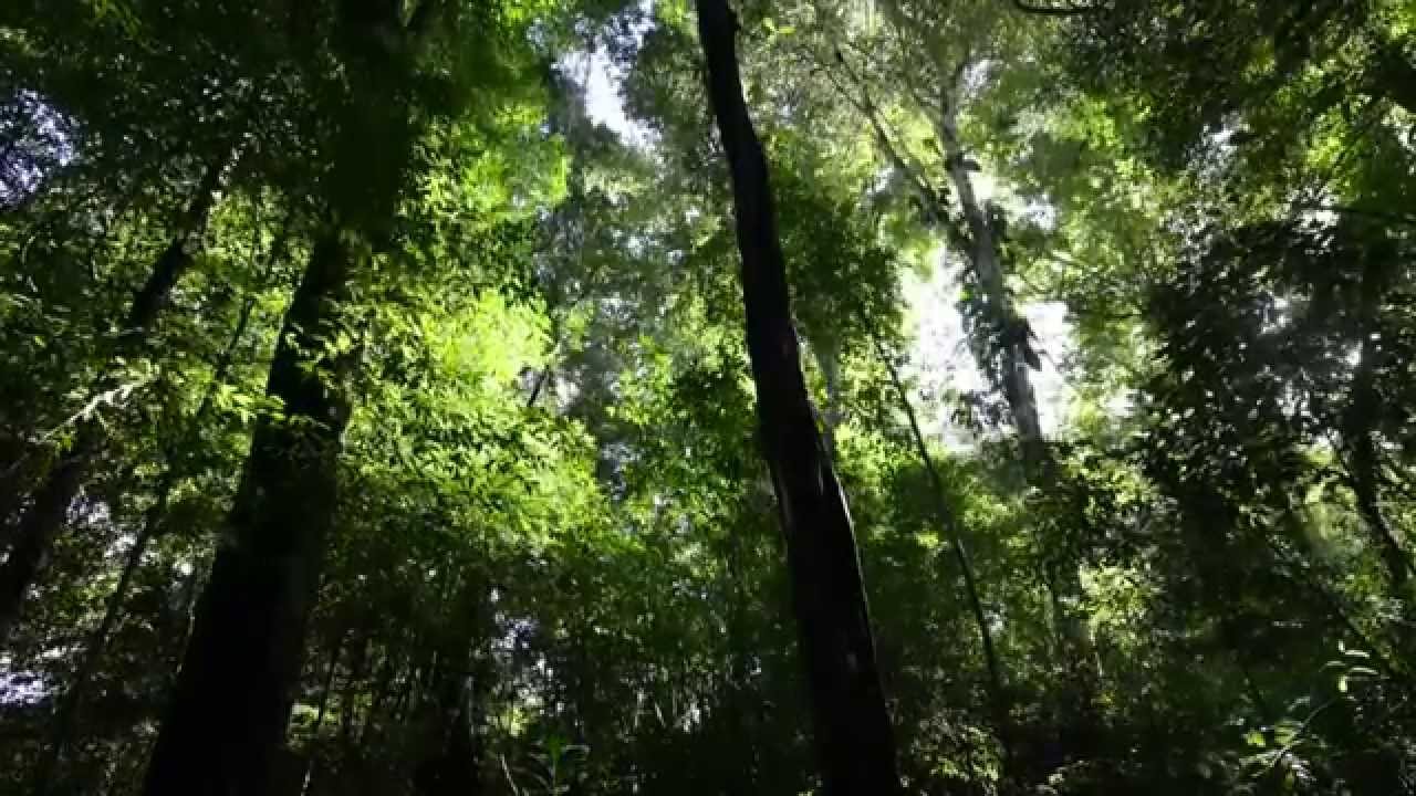 Resultado de imagen para selva lacandona sin derechos de autor