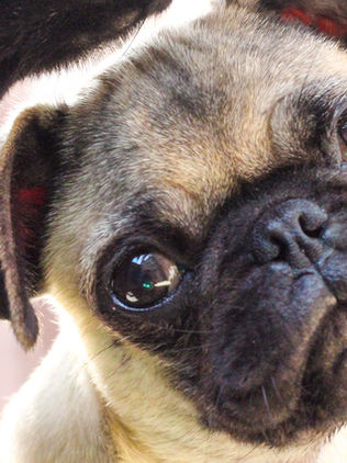 Pirotecnia afectan perritos, recomienda administrarles CBD