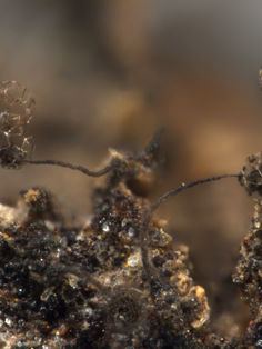 Descubren una nueva especie de hongo en un desierto australiano