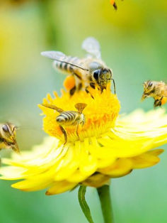 ¿Cómo es la propagación de la enfermedad de las abejas?