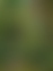 Chiapas busca el liderazgo nacional en aviturismo gracias a su gran biodiversidad