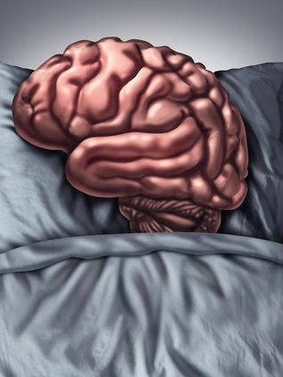 El cerebro que sueña está muy despierto