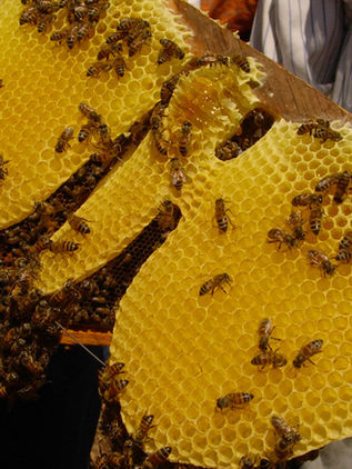 Chiapas de los principales productores de miel orgánica