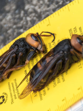 Avispones gigantes invasores son vistos por primera vez en EU