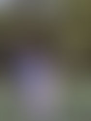 Disputan jornada decisiva