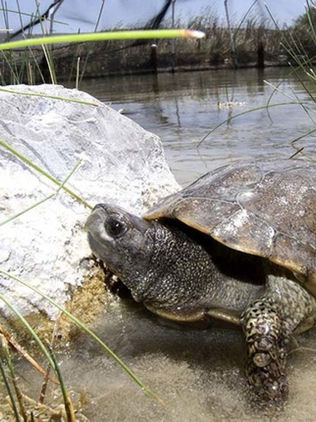 Diez especies de animales 100% mexicanos