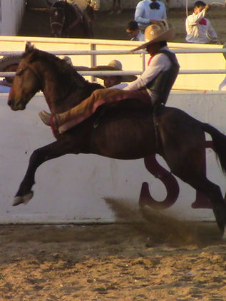 Fraylescana repite título