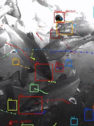 Google crea Tidal para salvar océanos