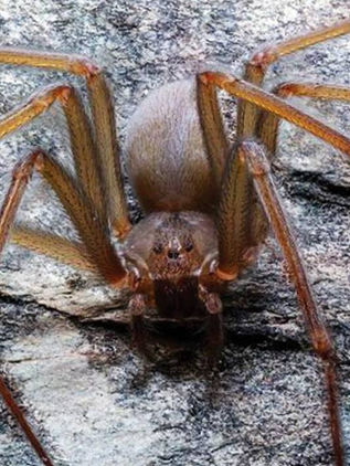 Descubren en México una nueva especie de araña violinista venenosa