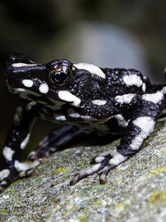 Reaparece especie de rana venenosa que se creía extinta desde hace 30 años