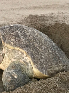 Cambio climático pone en riesgo la reproducción de tortugas marinas
