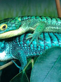 El “dragoncito azul” mexicano, especie de reptil en peligro de extinción