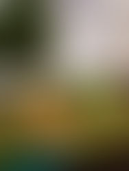 Desarrollan dispositivo electrónico biodegradable en Japón