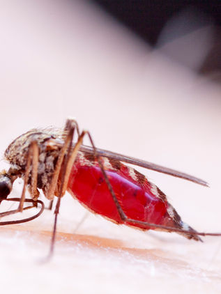 México registra tres casos autóctonos de Zika en 2020