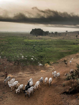 El sistema alimentario global no alimenta y no nutre: Especialista