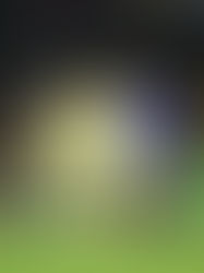 Jugarán sin entrenador