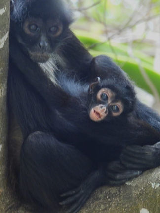 Emergencia ambiental: Activan protocolo en Chiapas para salvar a primates del calor extremo