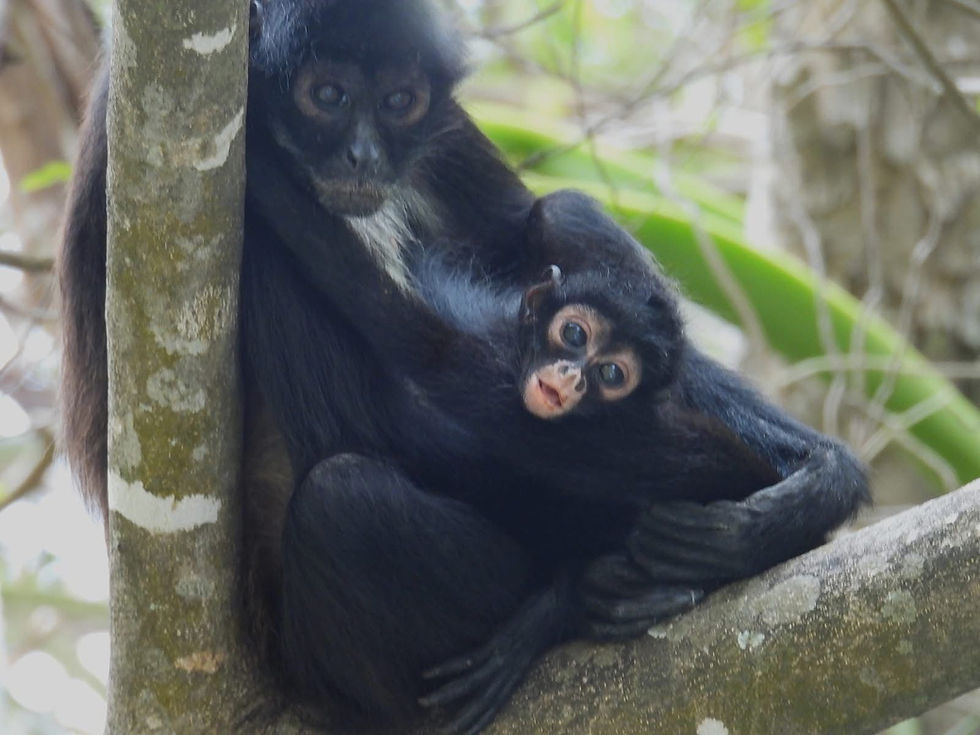 Emergencia ambiental: Activan protocolo en Chiapas para salvar a primates del calor extremo