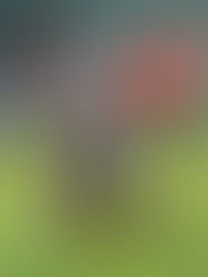 Lechuzas sube la intensidad