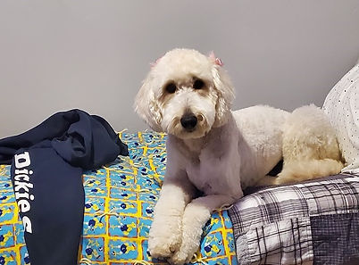 Oakley is comfy