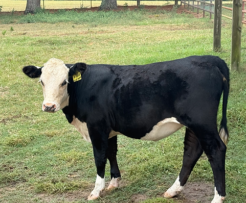 Registered black hereford heifer