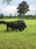 Wagyu and Angus Cows Grazing