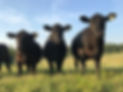 Cows in  a row