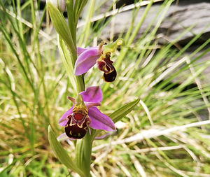 bee orchid nh_edited.jpg