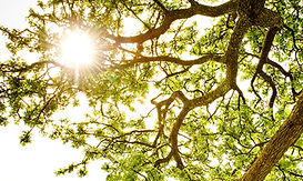 Sunlit Tree Canopy_edited_edited.jpg