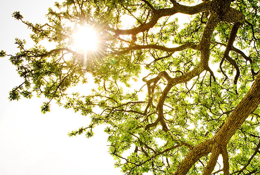 Sunlit Tree Canopy_edited.jpg