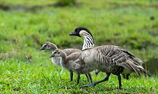 Amaxing habitat