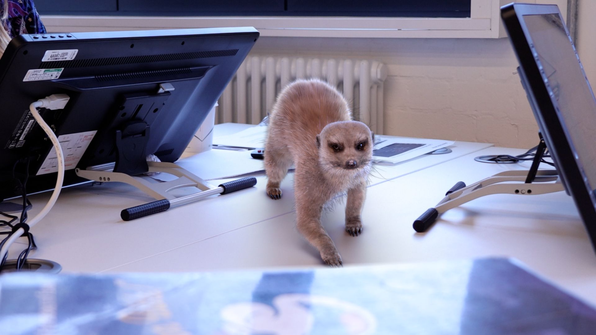 A 3D render of a meerkat is integrated into a shot of a university desk.