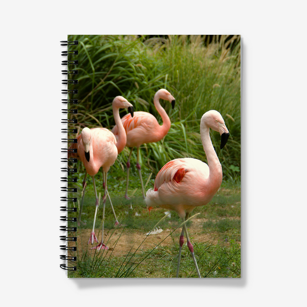 A5 Spiral Bound Notebook - Pink Flamingos